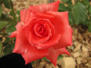 Плетущиеся розы (фото сорта America)