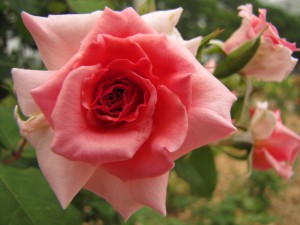 Плетущиеся розы (фото сорта Dream Weaver)