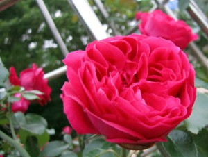 Плетущиеся розы (фото сорта Red Eden)