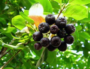 Плоды аронии черноплодной
