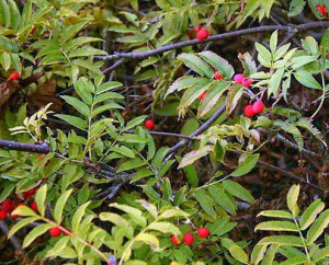 Рябина бузинолистная (sorbus sambucifolia)