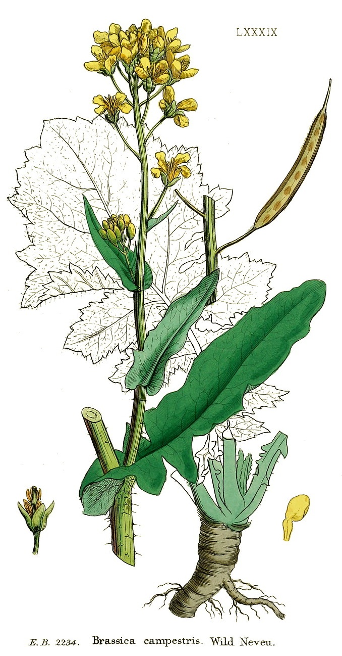 Капуста полевая (сурепица) Brassica campestris